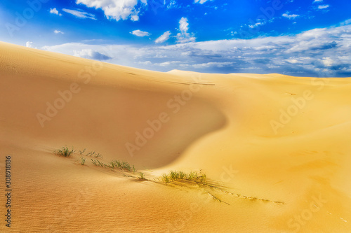 Dunes Grass life day