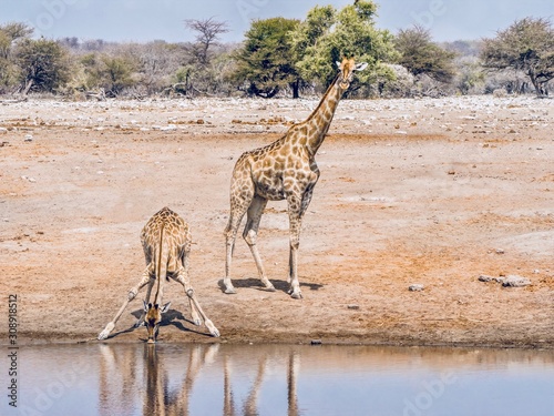 A mother giraffe stands beside her thirsty offspring while it bends its forelegs to drink from a waterhole in Etosha National Park  Nambia.