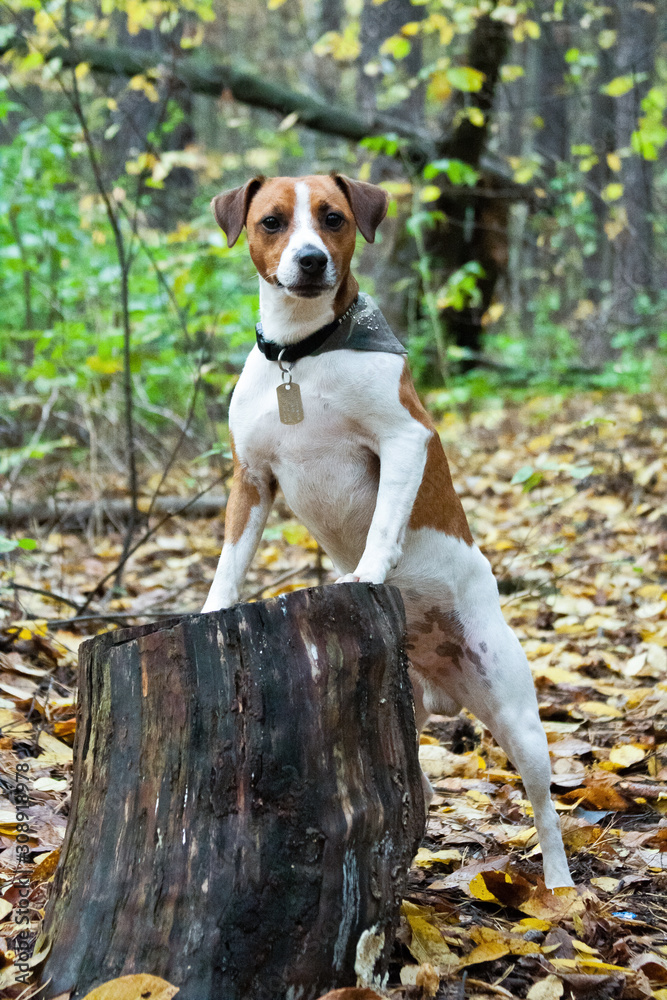 Parson Russell Terrier dog standing in the forest, leaning on a stump Parson Russell Terrier dog standing in the forest, leaning on a stump