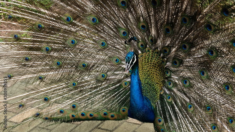 Obraz premium Peacock