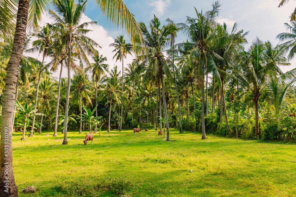 Coconut palms with cows in Bali.