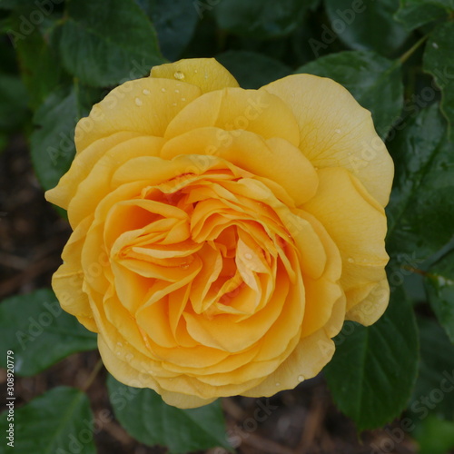 Orange Flowering Rose Bush Absolutely Fabulous