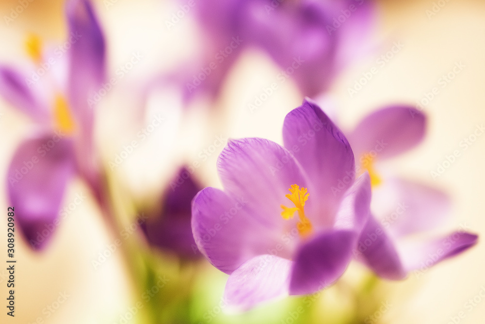 The world of flowering plants The world of flowering plants