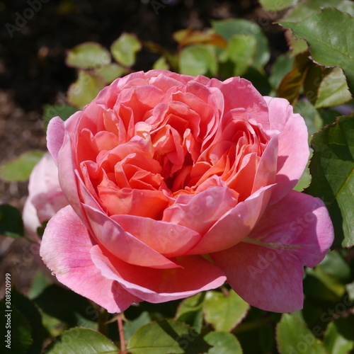 Pink Flowering Boscobel Rose Bush
