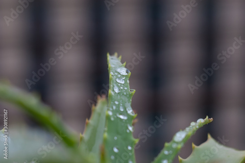 Aloe vera plant. Wet in the winter rain, the smell of soil, health, home, and all that is good in winter.