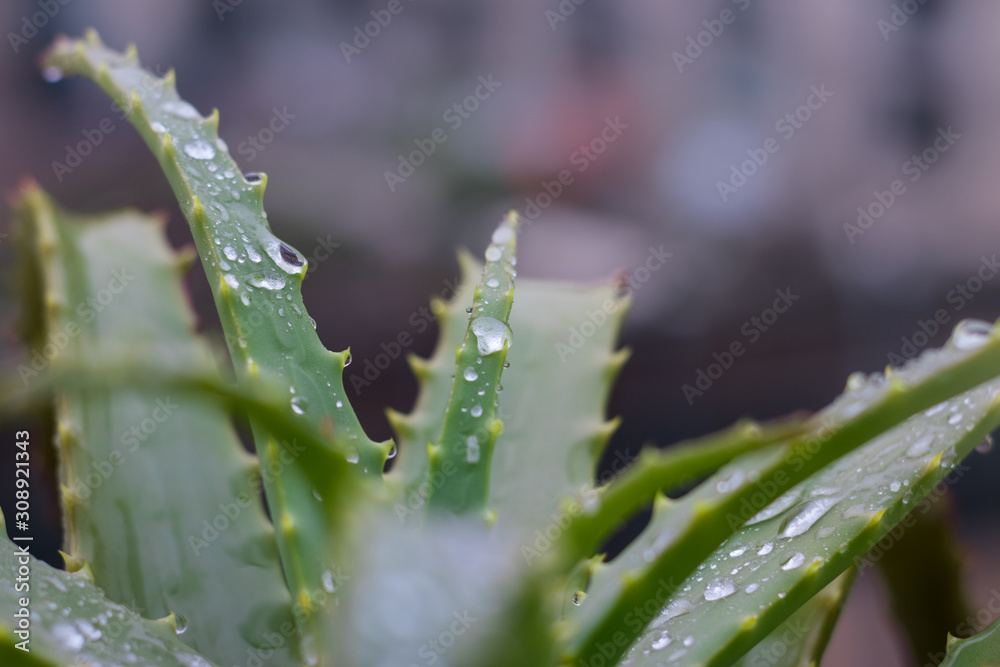 Naklejka premium Aloe vera plant. Wet in the winter rain, the smell of soil, health, home, and all that is good in winter.