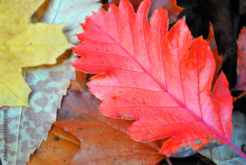 Sorbus  hybrida (oakleaf mountain ash, Swedish service-tree, Finnish whitebeam) bright red autumn leaf on colorful leaves background