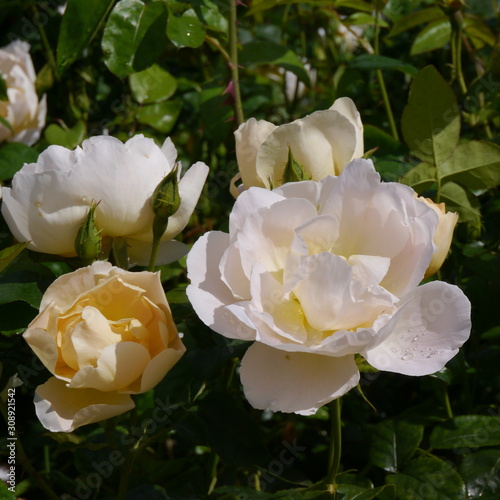 Cream White Flowering Comte De Champagne Rose Bush