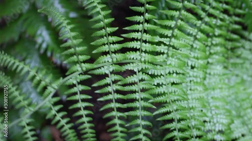 Wallpaper Mural Green Fern Plant close up footage Torontodigital.ca