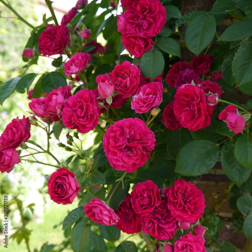 Red Flowering Chevy Chase Climbing Rose