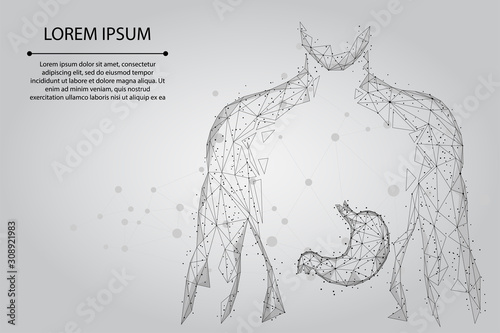 Abstract mash line and point man silhouette healthy stomach connected dots low poly wireframe. Low poly health care vector illustration