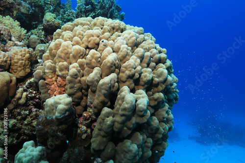 Tropical coral reef