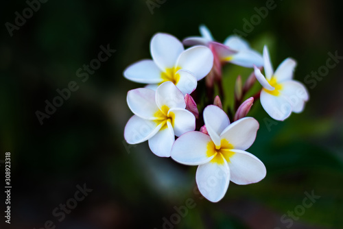 A bunch of plumeria flowers, white petals but in the middle of the yellow. The buds that are not yet blooming will still be light pink. © stockbob