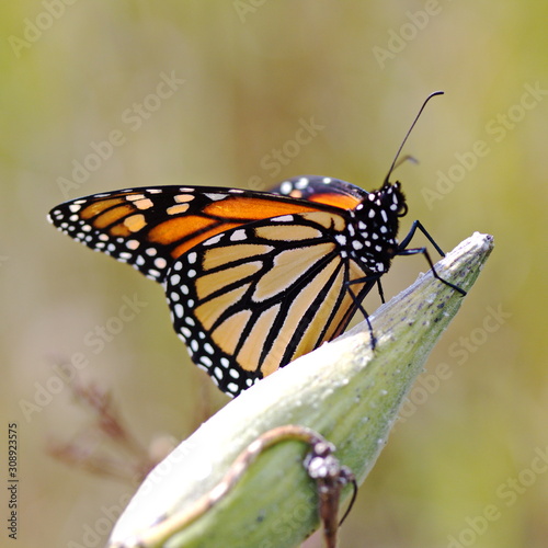 Monarch butterfly resting on a milkweed plant in a meadow in Ontario, Canada. 