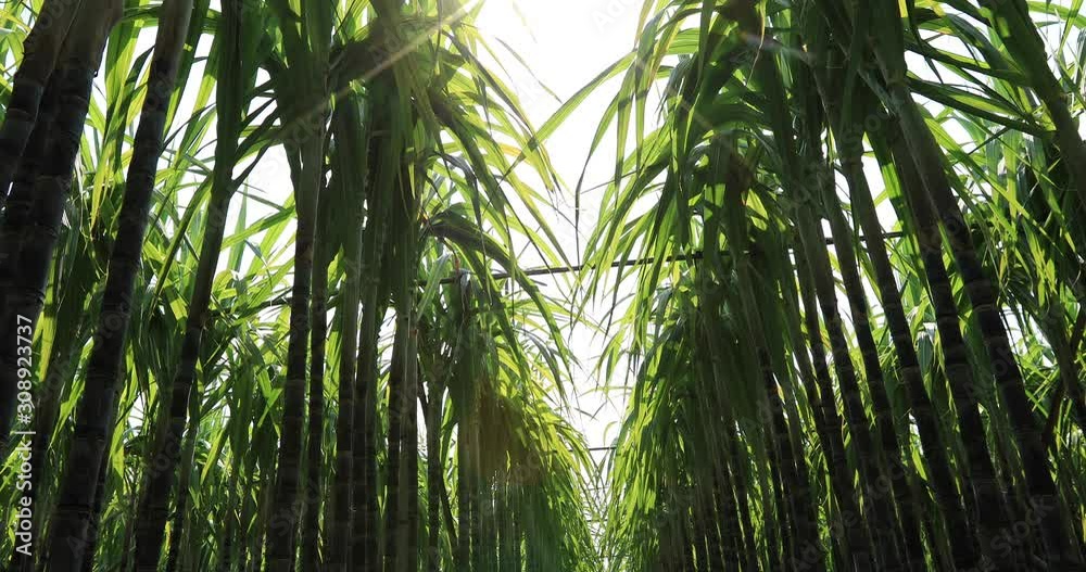 Sugarcane plants blowing in the wind at field Sugarcane plants blowing in the wind at field