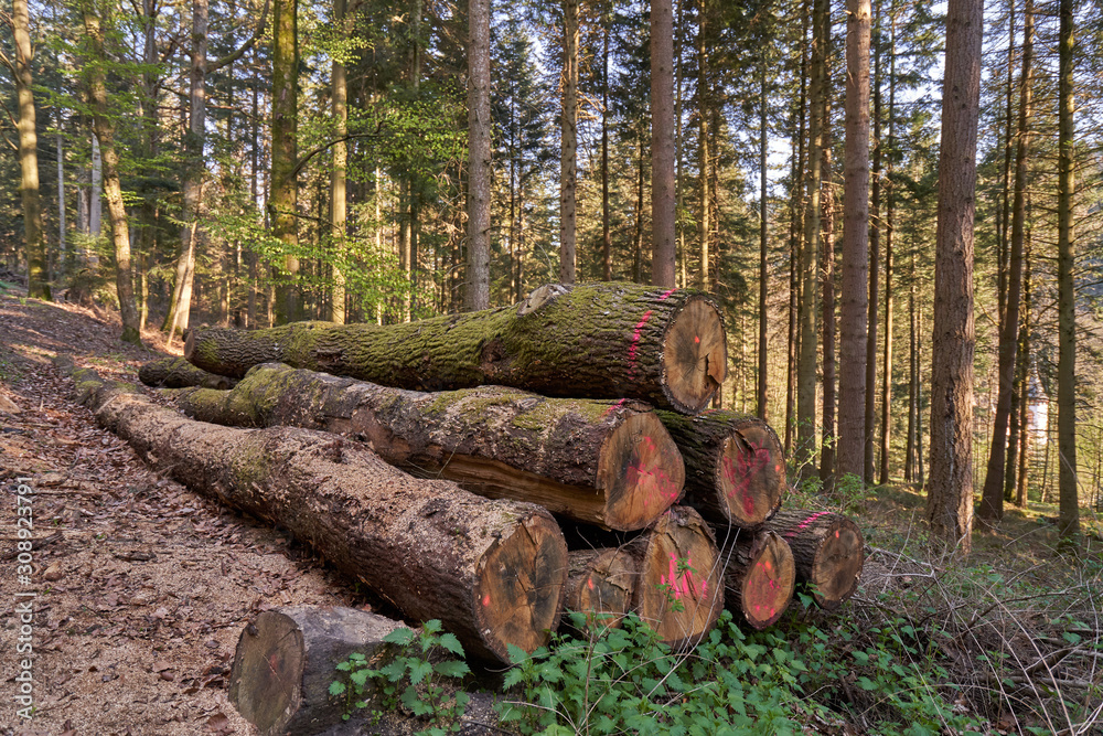 Sawn coniferous trees in the European forest. Lying trunk sawn pine tree on ground next to snags in forest