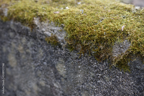 Moss on a concrete surface close-up with place for text