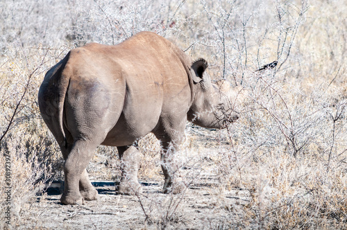 A black Rhinoceros - Diceros bicornis- eating scrubs on the plains of etosha national park, Namibia.
