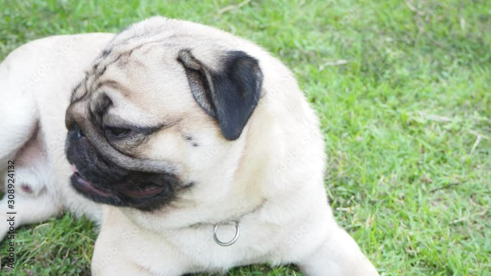 Happy dog pug breed smile with funny face on green grass in garden,Purebred pug dog healthy Concept Happy dog pug breed smile with funny face on green grass in garden,Purebred pug dog healthy Concept