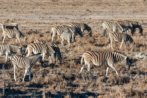 A group of Burchell s Plains zebra -Equus quagga burchelli- standing close to each other on the plains of Etosha National Park  Namibia.