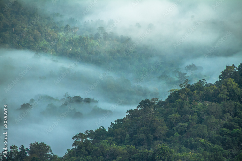 white fog on forest mountain