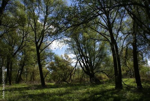 Vollhöfner Wald, Alte Süderelbe