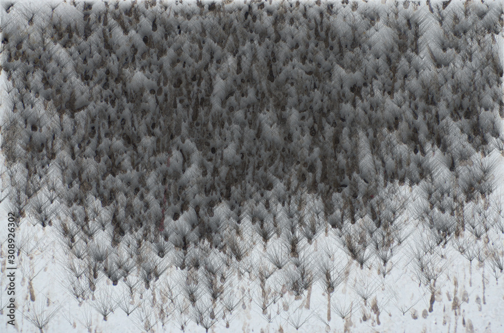 Fototapeta premium Large snow storm formed. White and Black glow to look horrible. The weather is scary.