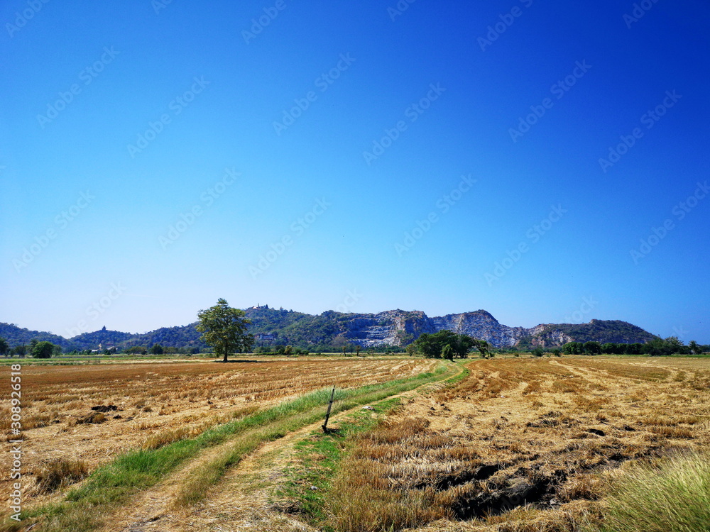 Summer rice fields behind mountains and sky background.