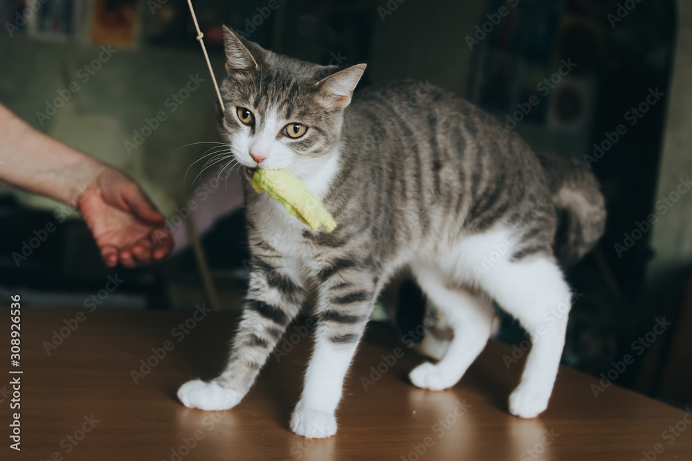 A gray-white striped young cat stands on a table and holds a toy in its teeth on a rope.