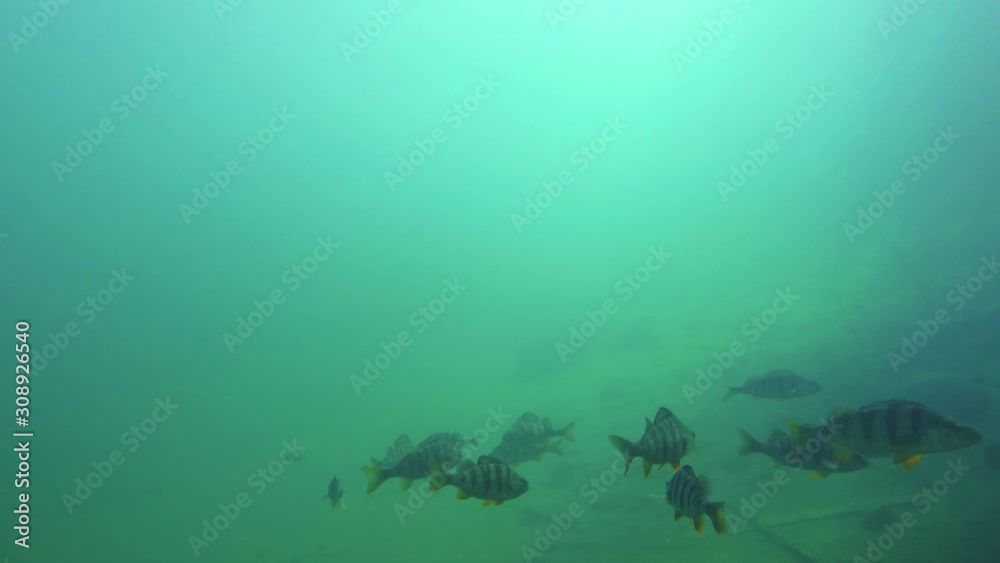 School of big perch swimming in lower third with open water above School of big perch swimming in lower third with open water above
