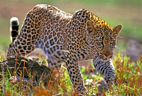 Canvas Print African Leopard hunting, Savannah, Africa.