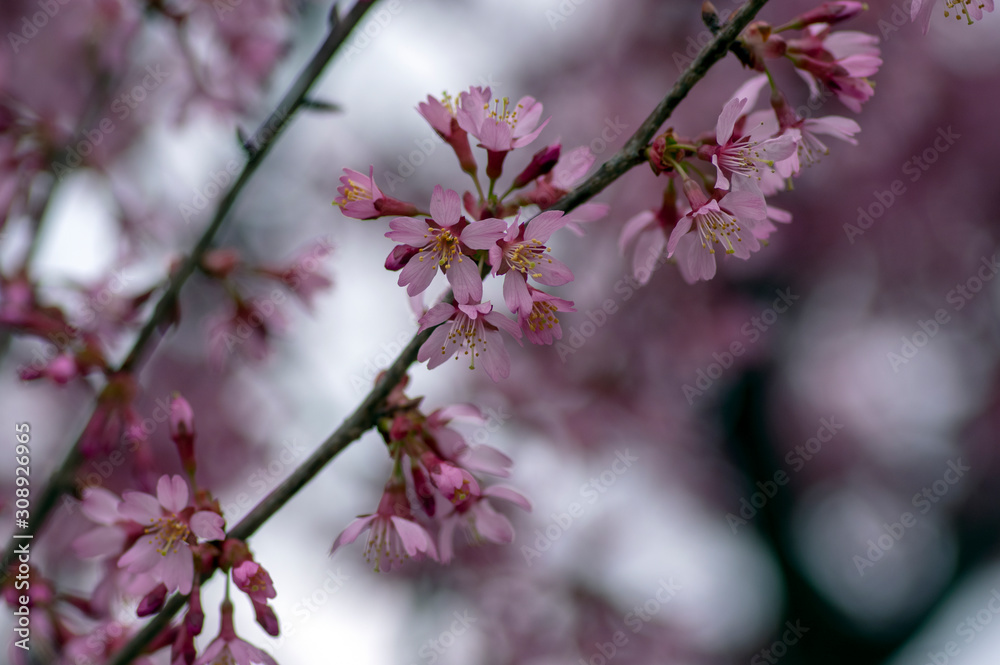 Prunus okame flowering early spring ornamental tree, beautiful small pink flowers in bloom Prunus okame flowering early spring ornamental tree, beautiful small pink flowers in bloom
