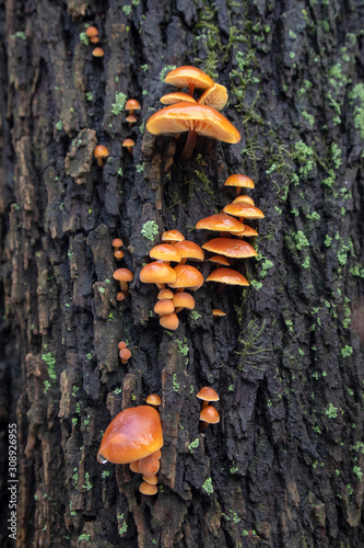 Flammulina velutipes mushroom on wooden log on dark bark