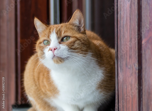 Katze rot weiß. Kater Jaime sitzt am Fenster und schaut © Ana de Medeiros