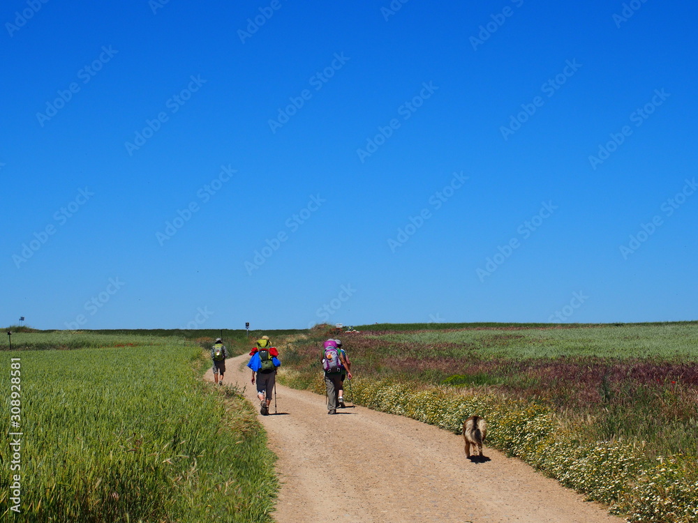 Fototapeta premium Pilgrims with dog walk in the beautiful agricultural landscape on the road to Santiago de Compostela, Camino de Santiago, Way of St. James, Journey from Burgos to Hornillos del Camino, French way, Spa