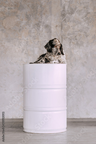 english setter dog lying dogn on white barrel indoors photo