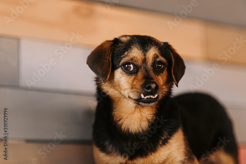 small dog with undershot jaw posing indoors