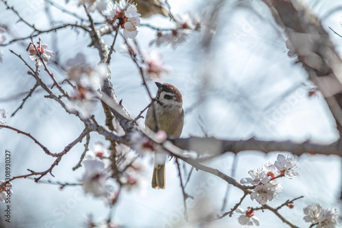 Sparrow on a white apricot tree blossom branch in the city park on spring sunny day. Beautiful nature background. Toned photo, close up, shallow depth of the field.