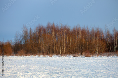 Snow-covered field and birch grove against the blue sky.