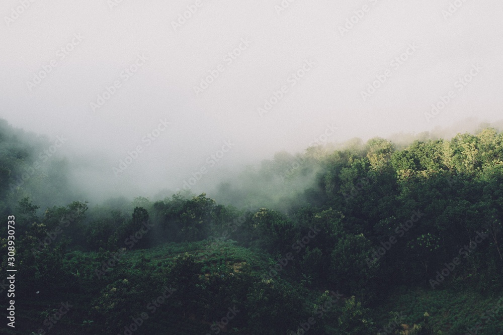 fog in forest