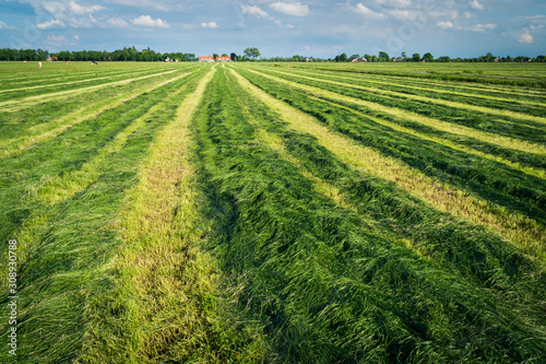 Making silage grass. Freshly cut silage in the meadows of the Netherlands near the city of Oudewater. Multi-cut Silage production. Farmland with grass and cows. Inkuilen van gras photo