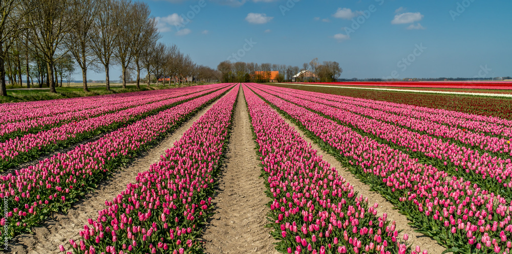 Tulip fields in the Netherlands. Panoramic view of blooming flowers during tulip season. Largest bulb growers in the northern part of Holland. Pink tulips.