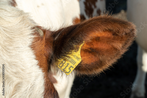 Closeup of cattle ear tag for identification and managing livestock. Brown ear of a cow with single yellow ear tag
