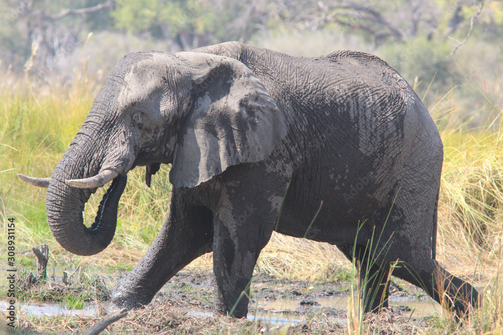 Obraz premium Elephants on the Okavango Delta