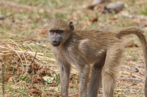 Baboon babies