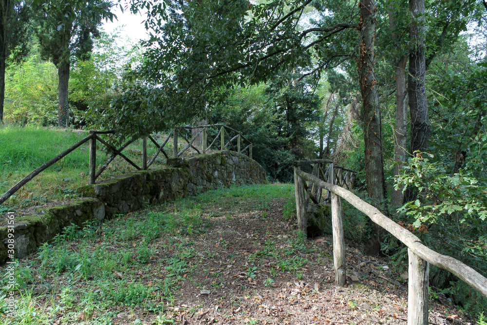 Road in the green forest with wooden fence