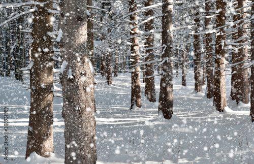Fiocchi di neve nel bosco