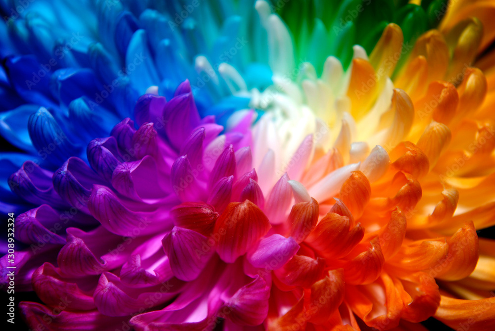 Colored chrysanthemums of different colors. Rainbow Chrysanthemum at the Flower Show