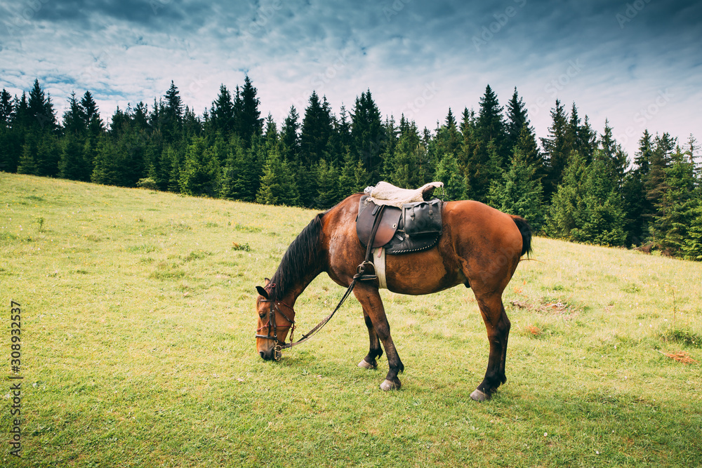 Beautiful horses on a meadow resting after a long trip. Beautiful horses on a meadow resting after a long trip.