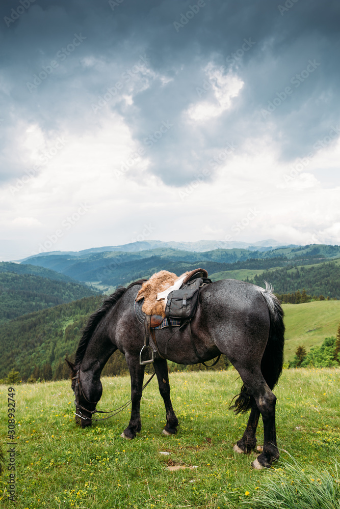 Beautiful horses on a meadow resting after a long trip.